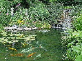 fish-pond.jpg