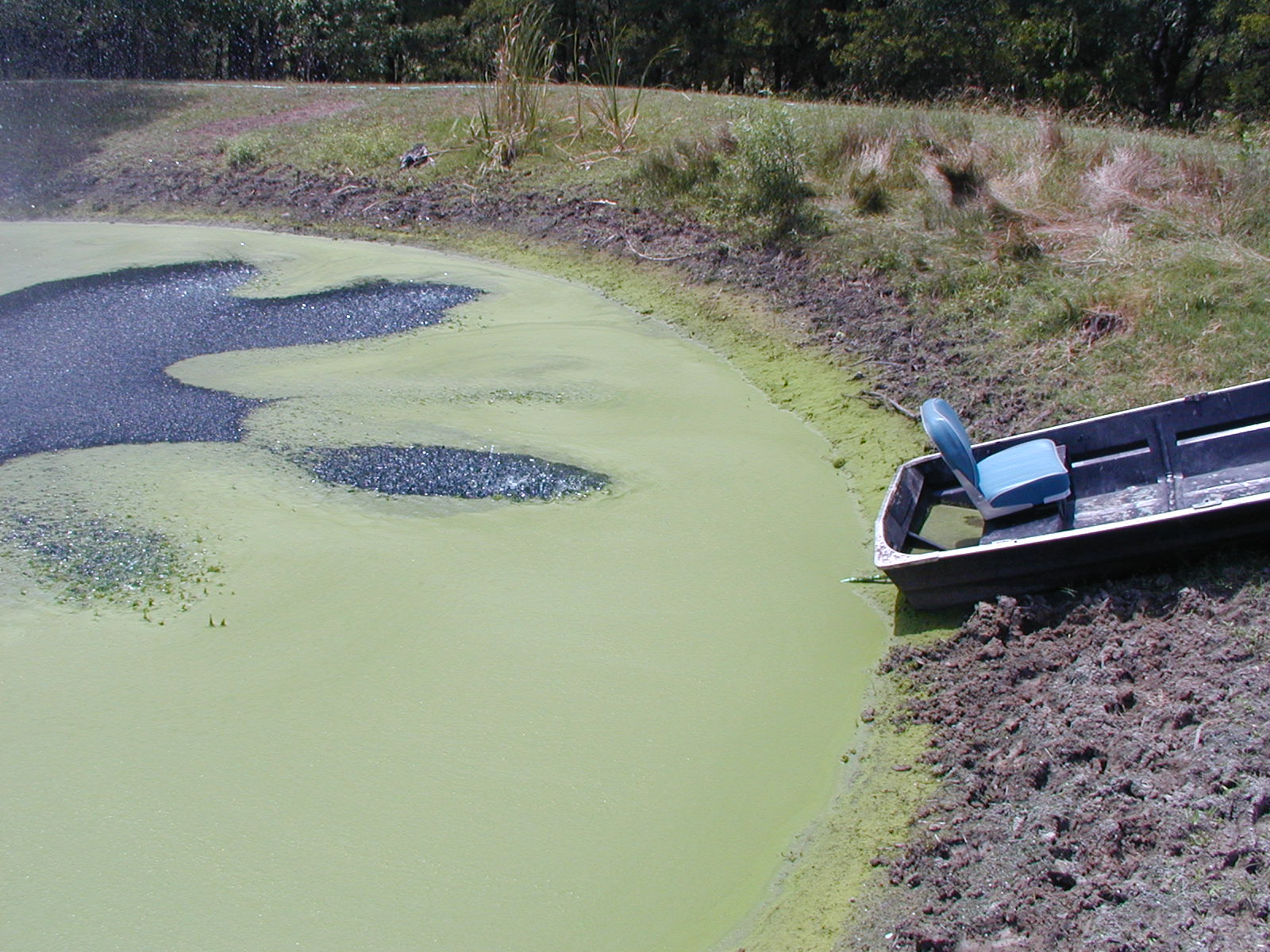 pond-algae3.jpg