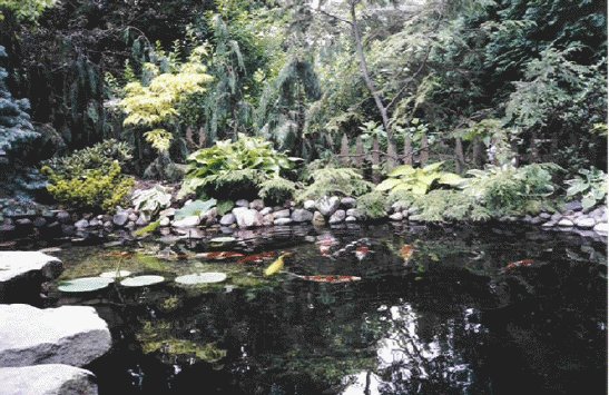 pond-fish.jpg