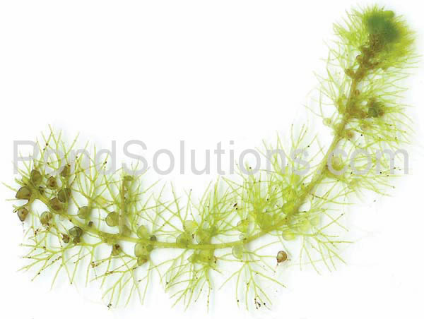 weeds-bladderwort.jpg