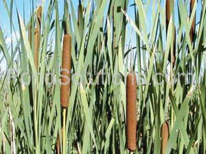 weeds-cattail.jpg