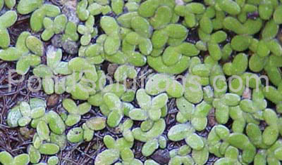 weeds-duckweed.jpg