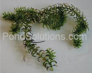 weeds-elodea.jpg