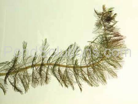 weeds-eurasion-milfoil.jpg