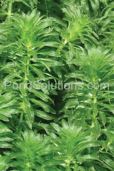 weeds-hydrilla.jpg