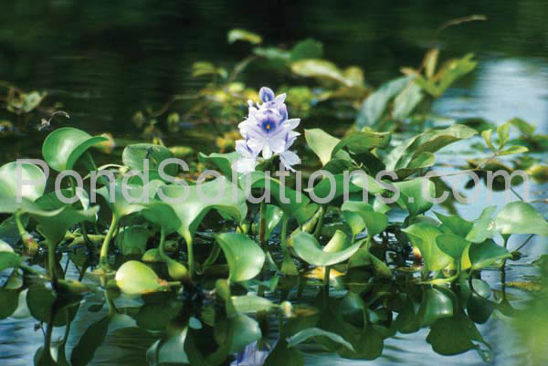 weeds-waterhyacinth.jpg